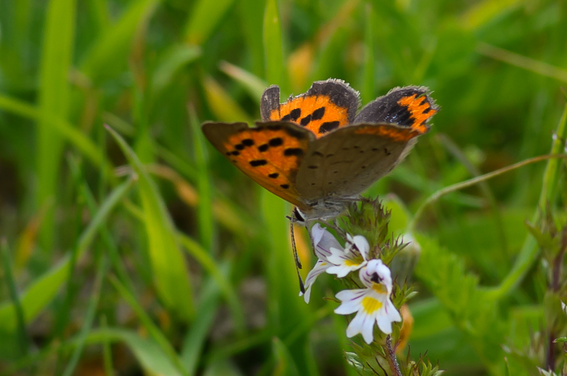 American Copper